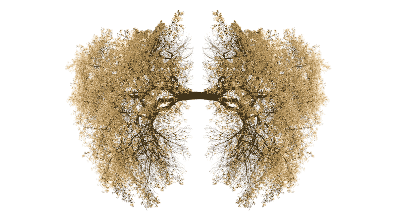 Trees as lungs 