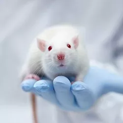 Rat in gloved hand