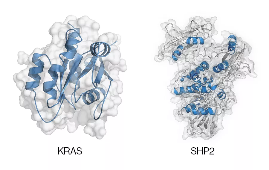 Crystal structure of the KRAS (left) and the SHP2 proteins (right).