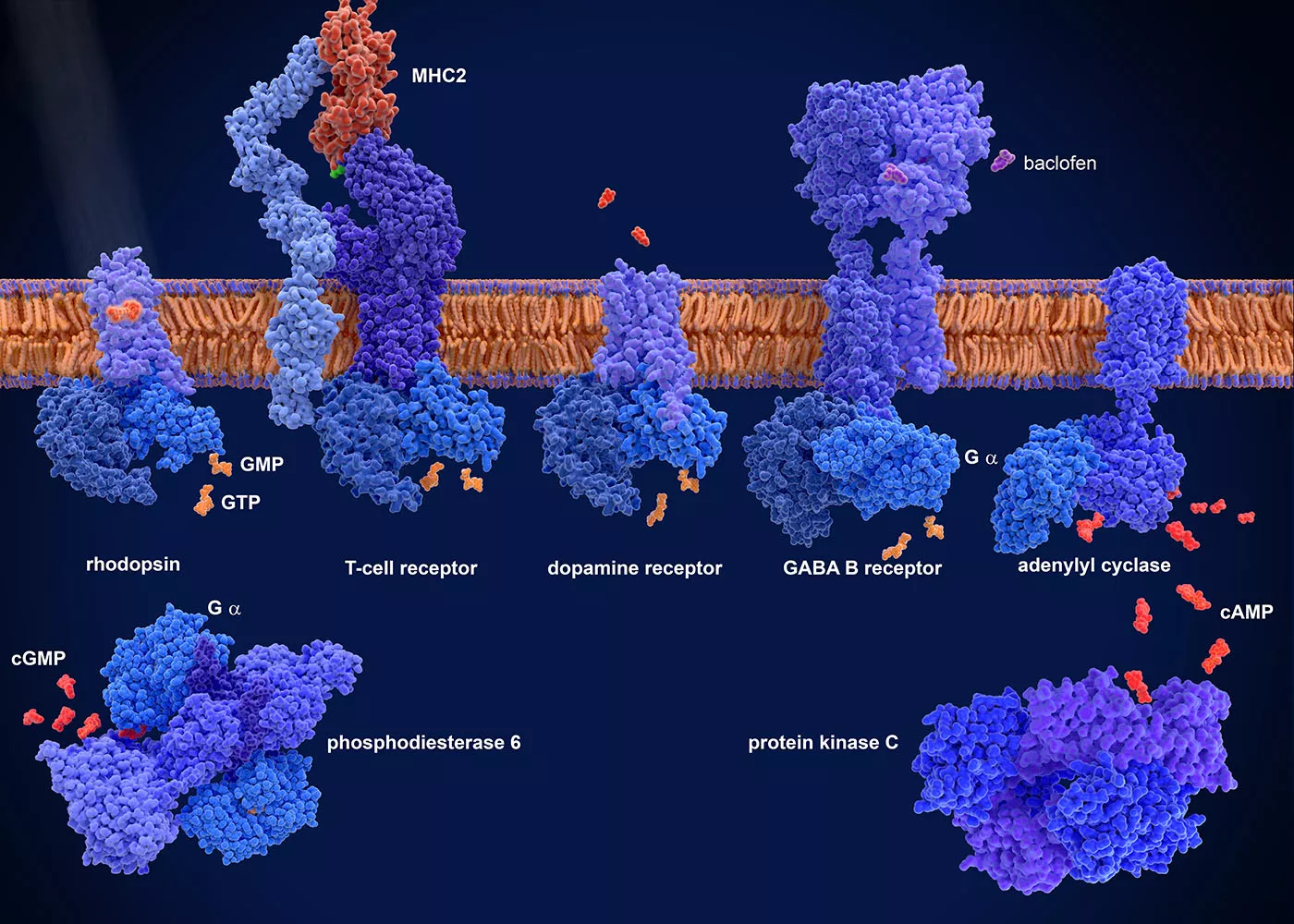 3D renderings of a collection of GABA receptors