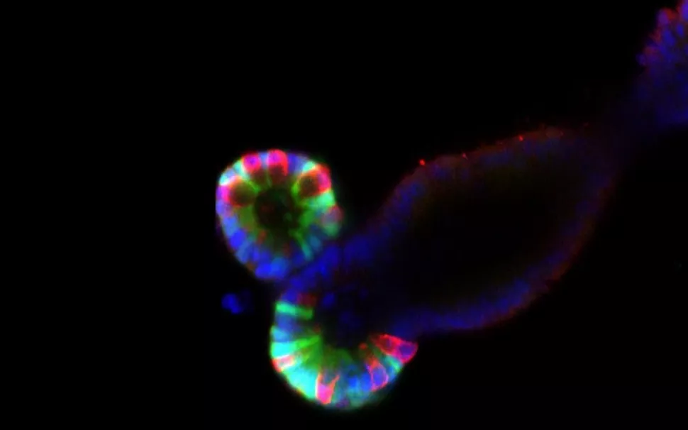 Mini-guts mimic the intestine in form and function. The green staining marks stem cells and the red staining marks Paneth cells, which provide a niche to support the stem cells